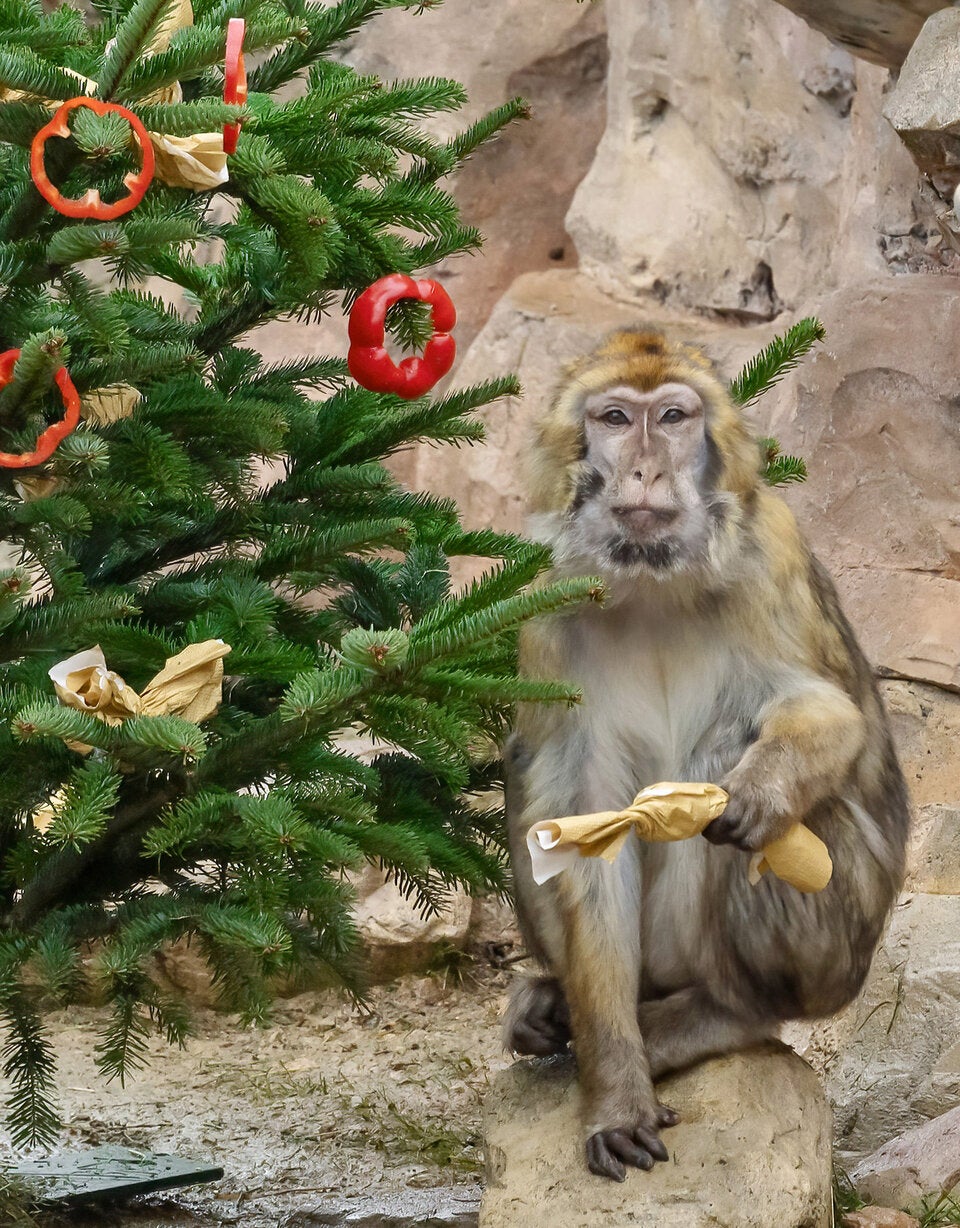 Pfleger überraschten Berberaffen mit Weihnachtsbaum
