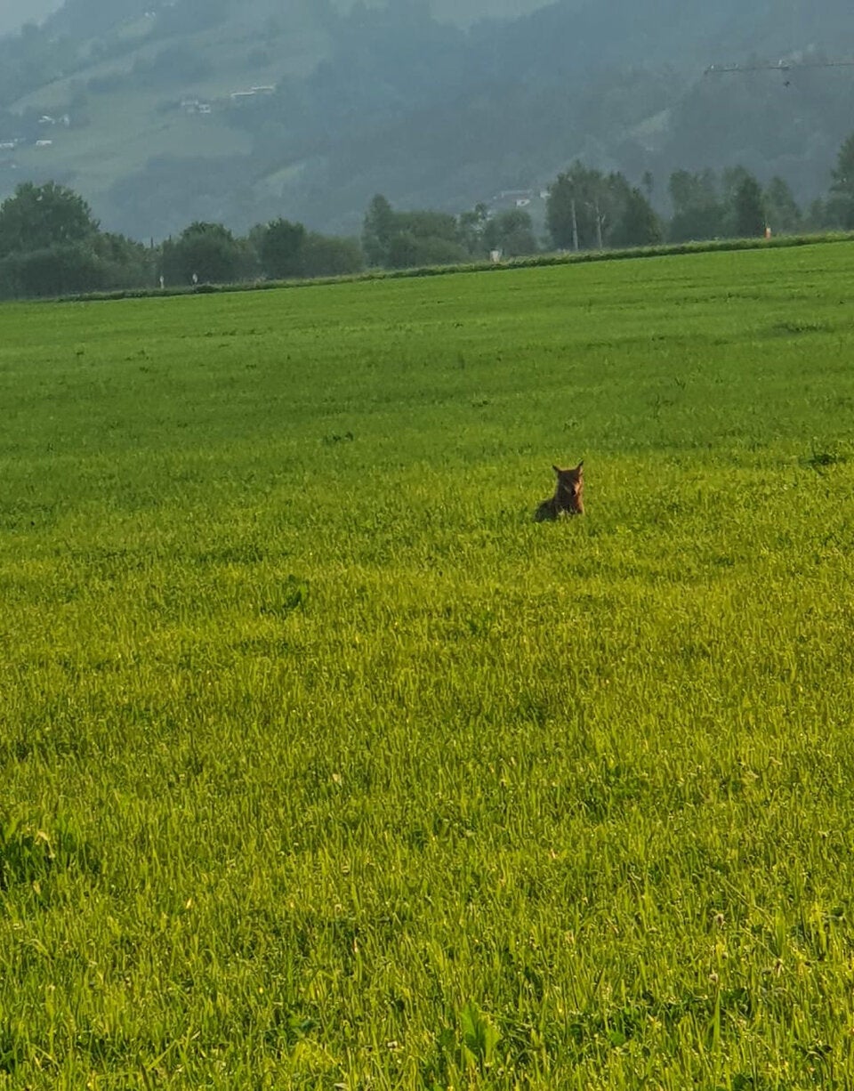 Wolf im Pinzgau gesichtet