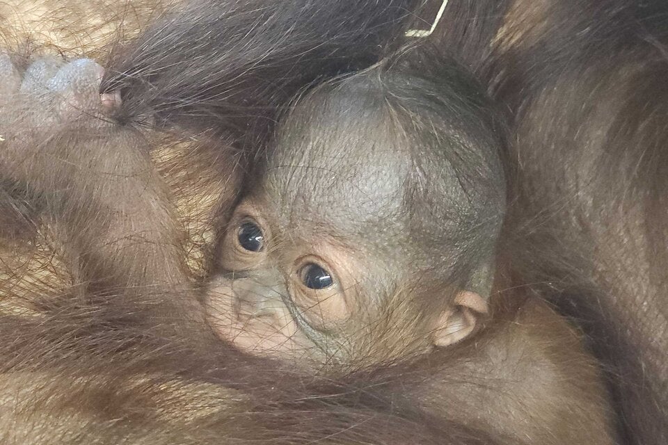 Orang Utan Schönbrunn