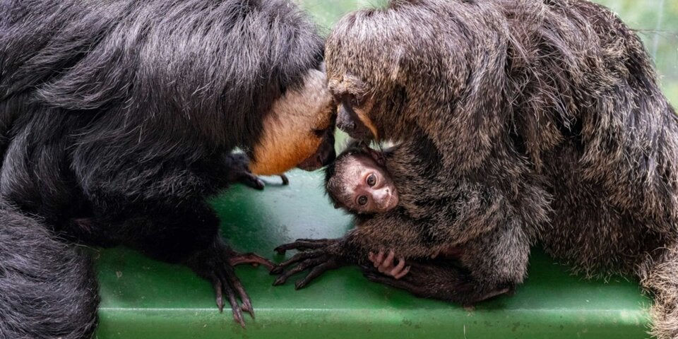 Nach Abstimmung: So heißt Babyaffe im Haus des Meeres