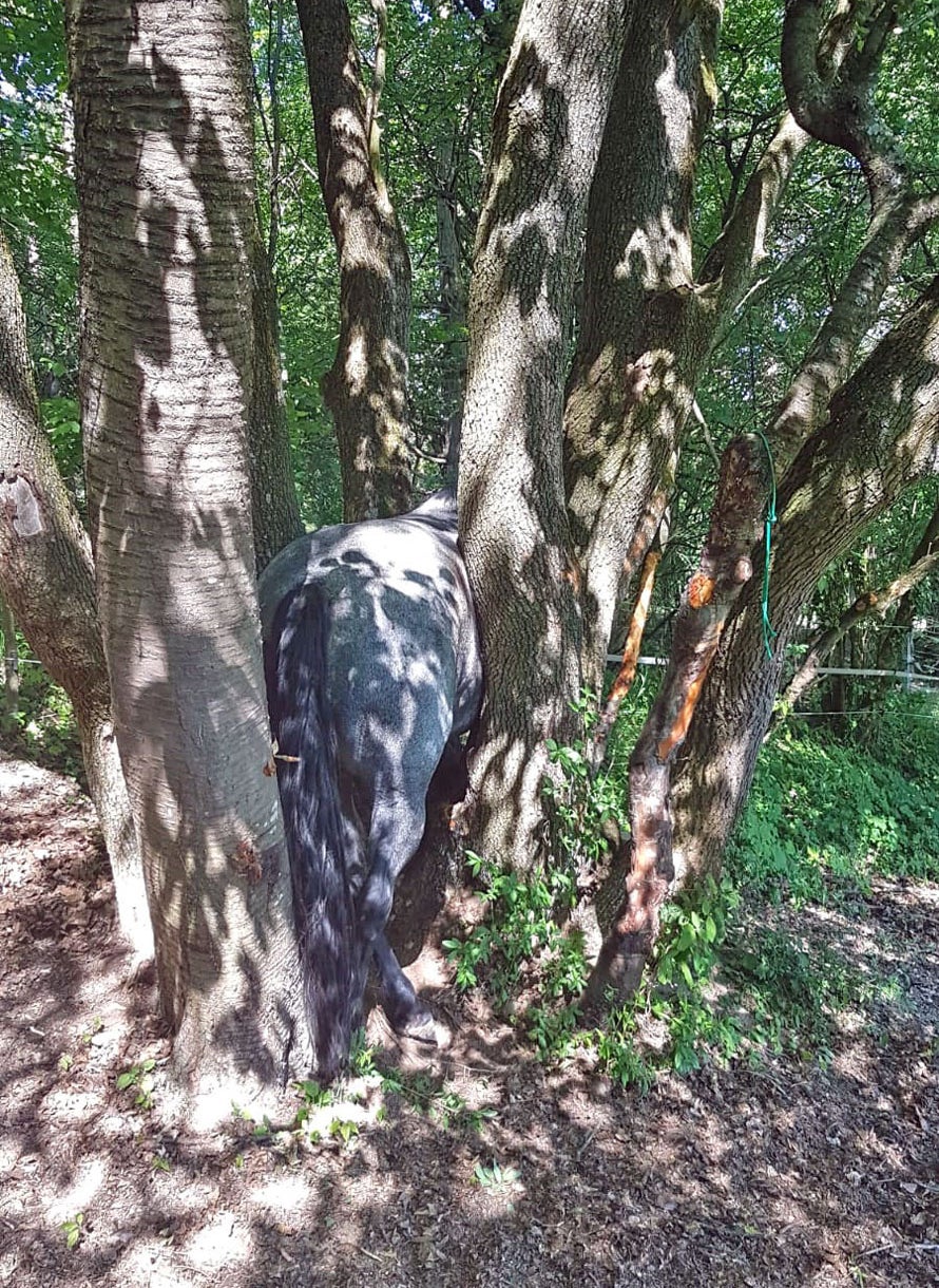 Stute blieb zwischen Bäumen hängen: Gerettet