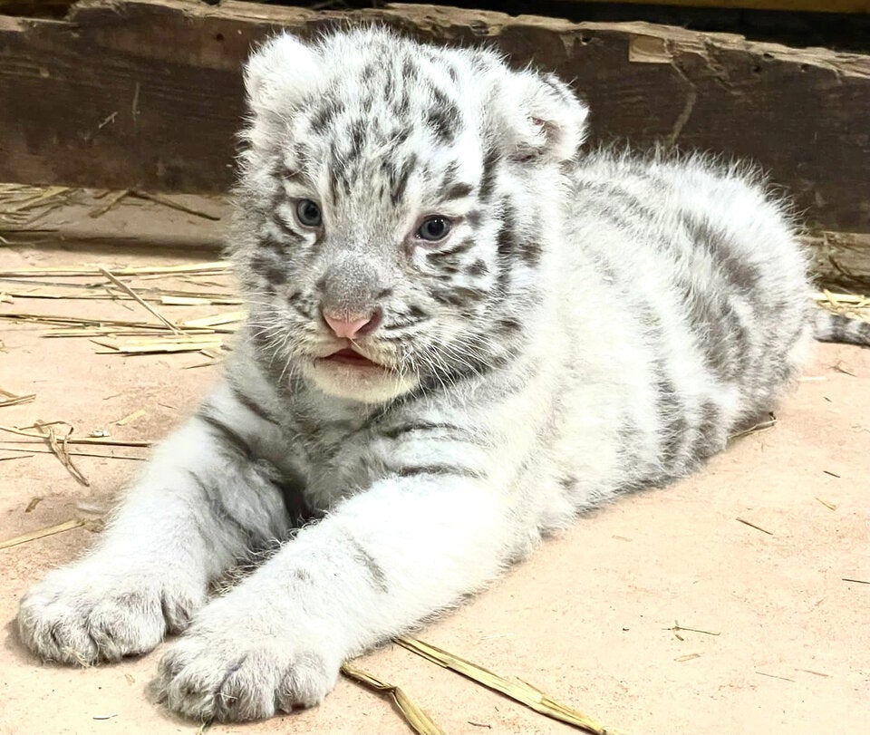 NÖ: Weißer Königstiger im 