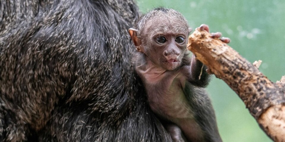 Nach Abstimmung: So heißt Babyaffe im Haus des Meeres