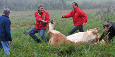 Kuh Yvonne wurde endlich gefangen