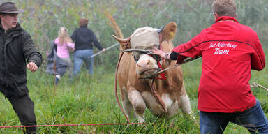 Kuh Yvonne wurde endlich gefangen