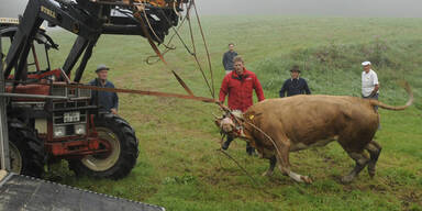 Kuh Yvonne wurde endlich gefangen