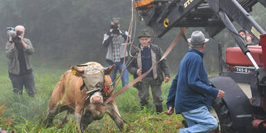 Kuh Yvonne wurde endlich gefangen