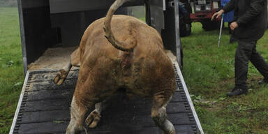 Kuh Yvonne wurde endlich gefangen