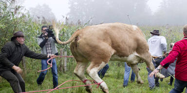 Kuh Yvonne wurde endlich gefangen