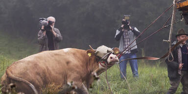 Kuh Yvonne wurde endlich gefangen