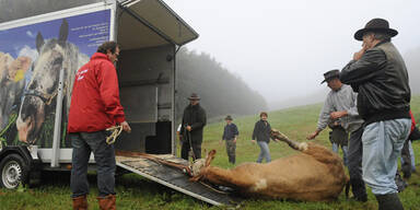 Kuh Yvonne wurde endlich gefangen