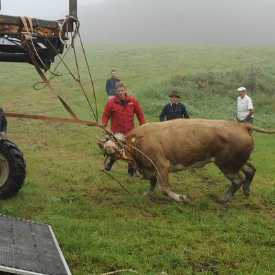 Die Kuh ließ sich nur schwer einfangen - sie wehrte sich