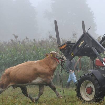 Die Kuh ließ sich nur schwer einfangen - sie wehrte sich