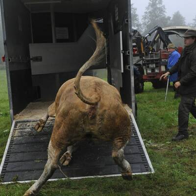 Die Kuh ließ sich nur schwer einfangen - sie wehrte sich