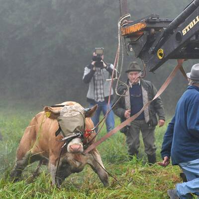 Die Kuh ließ sich nur schwer einfangen - sie wehrte sich