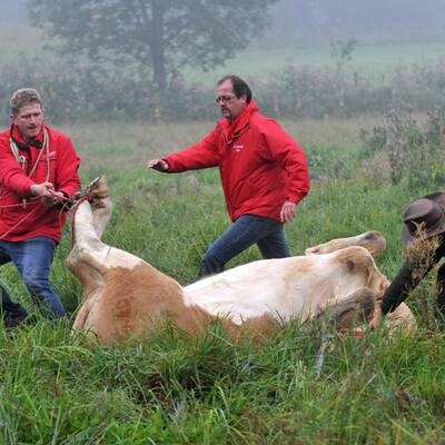 Die Kuh ließ sich nur schwer einfangen - sie wehrte sich