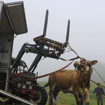 Die Kuh ließ sich nur schwer einfangen - sie wehrte sich