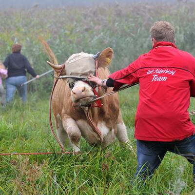 Die Kuh ließ sich nur schwer einfangen - sie wehrte sich