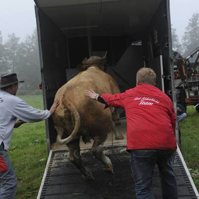 Die Kuh ließ sich nur schwer einfangen - sie wehrte sich
