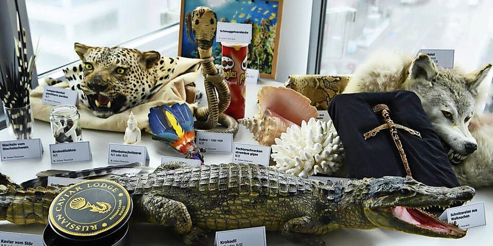 Schmuggel: Zöllner fanden 818 Tier-Exoten