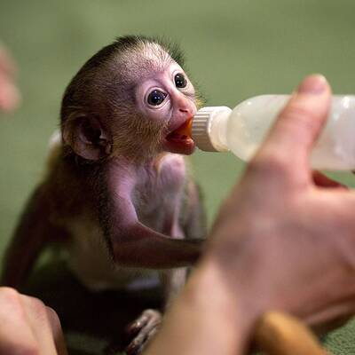 Baby-Affe im Zoo von Magdeburg