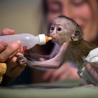 Baby-Affe im Zoo von Magdeburg