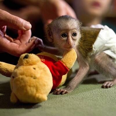 Baby-Affe im Zoo von Magdeburg