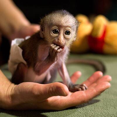 Baby-Affe im Zoo von Magdeburg
