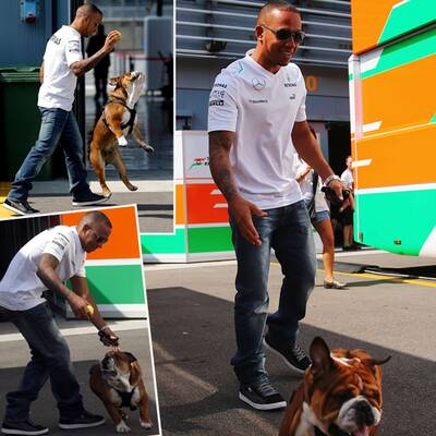 Formel-1-Pilot Lewis Hamilton liebt Hund Roscoe