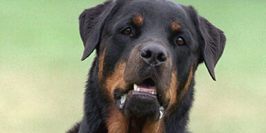 aparottweiler