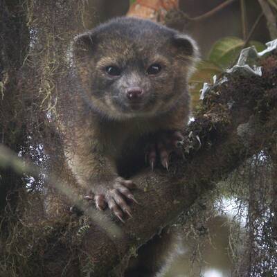 Zwergwespe Tinkerbella nana 