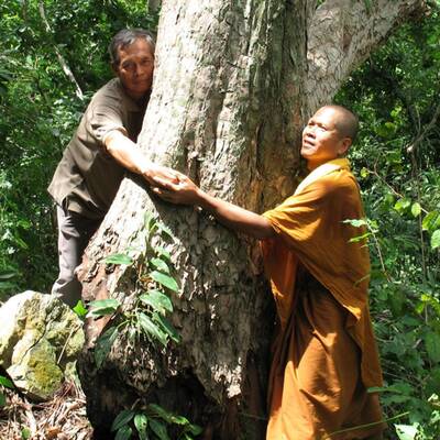 Zwergwespe Tinkerbella nana 