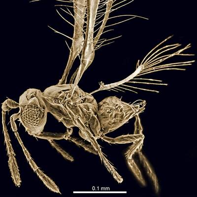 Zwergwespe Tinkerbella nana 