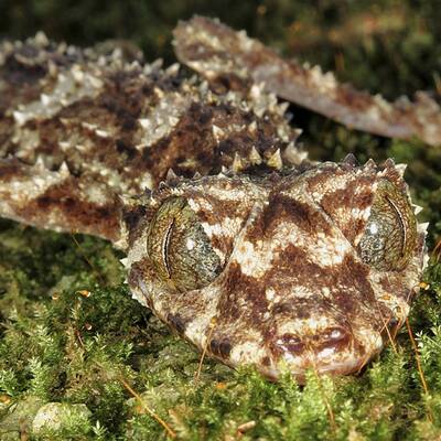 Zwergwespe Tinkerbella nana 