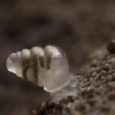 Zwergwespe Tinkerbella nana 