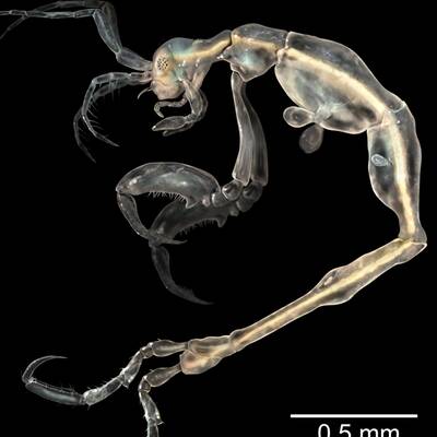 Zwergwespe Tinkerbella nana 