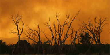 Waldbrand Arizona