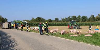 Schweine auf der Fahrbahn