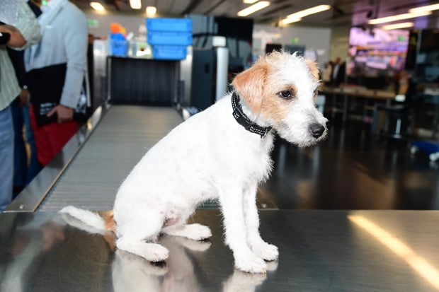 Philippa Strache: Erster Auftritt als Tierschutz-Beauftragte