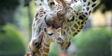 Giraffe Schönbrunn Arusha