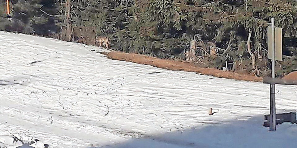 Wolf Kärnten Skipiste Arnoldstein