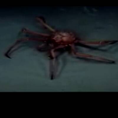 Diese Asseln krabbeln am Meeresboden