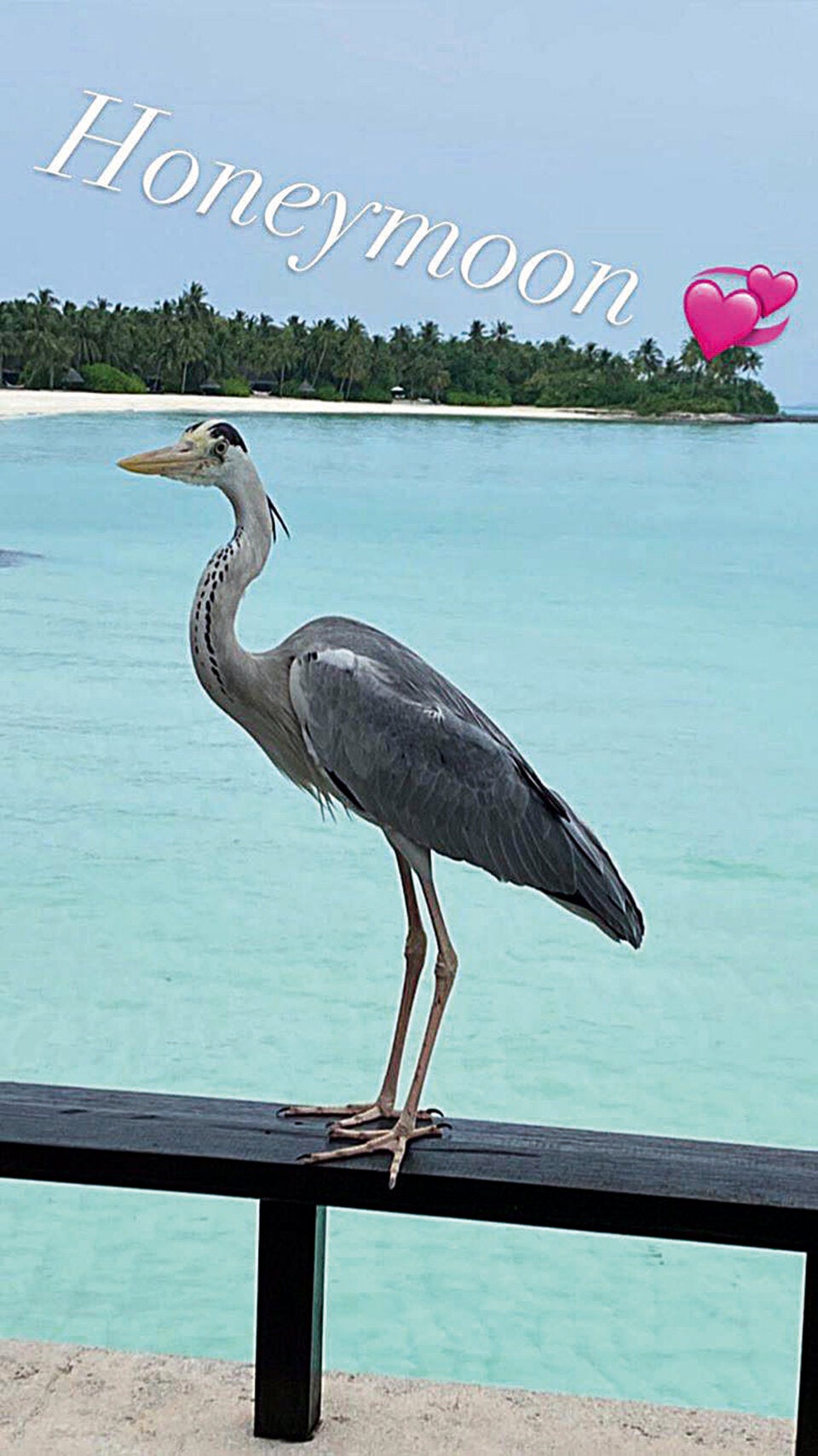 Assinger genießt Honeymoon