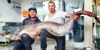 Riesigen Wels gefangen