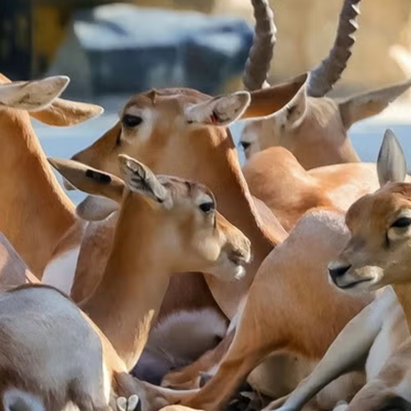 Kopfgeld auf Schönbrunner Antilopen-Mörder ausgesetzt