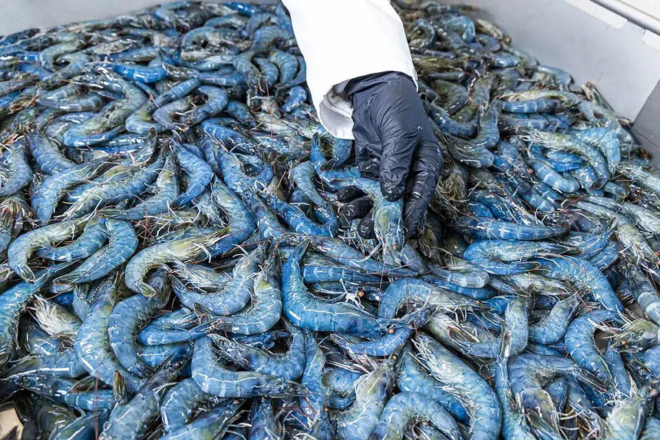 Steirische Gebirgsgarnelen aus den Rottenmanner Bergen