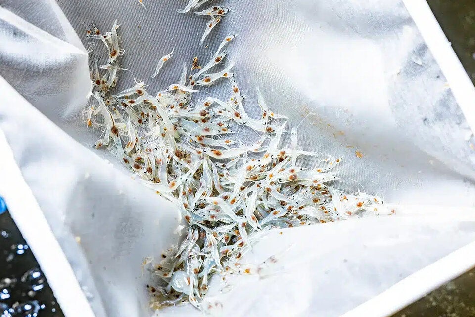 Steirische Gebirgsgarnelen aus den Rottenmanner Bergen