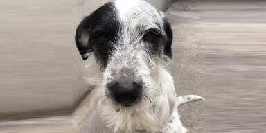 Wer vermisst diesen s&uuml;&szlig;en Hund?