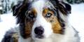 Hunde-Rettung: 39 Australian Shepherd unterversorgt