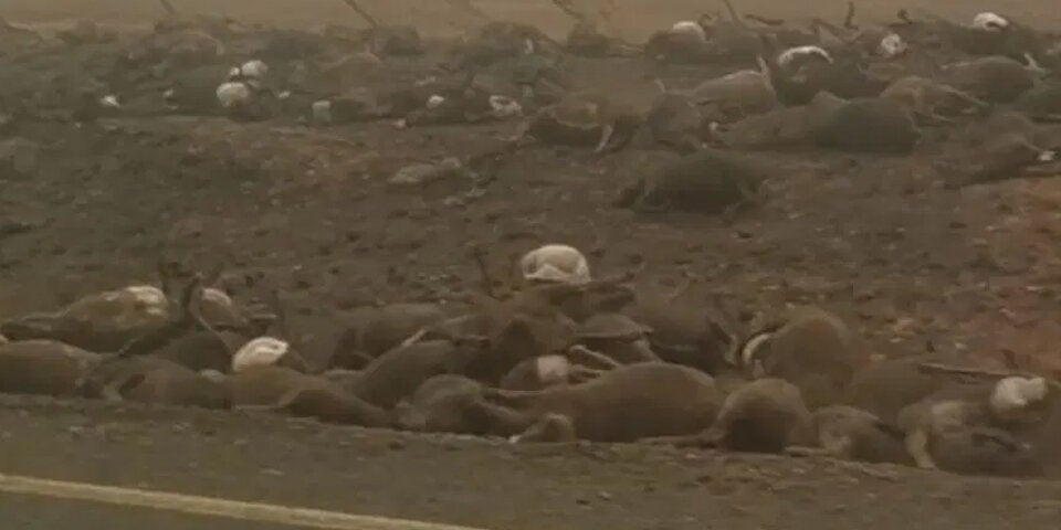 Scharfschützen sollen 10.000 Kamele töten